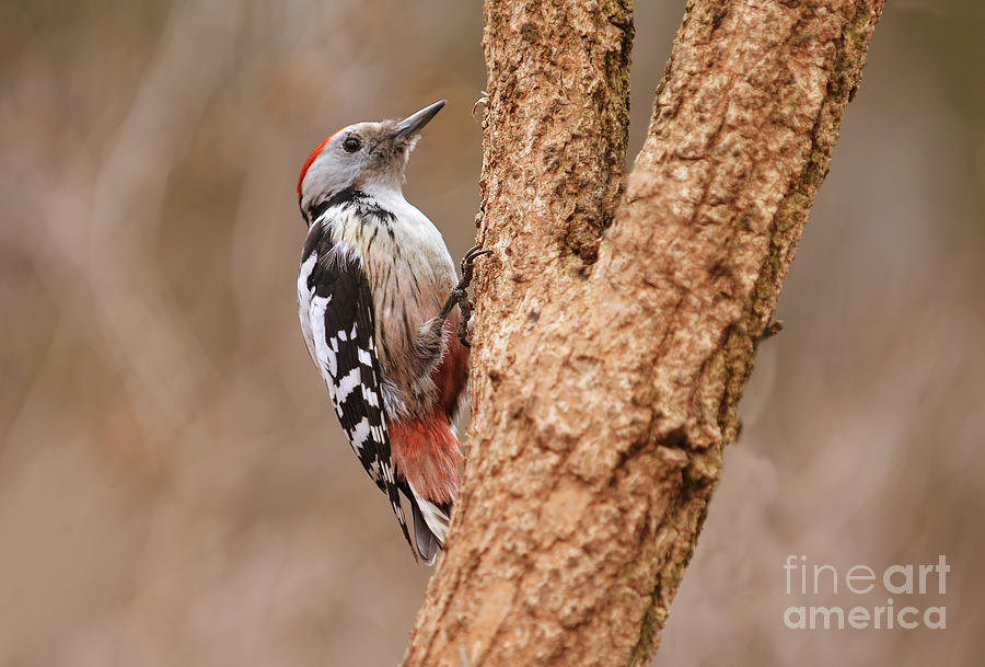 Red head woodpecker Photograph by Jaroslaw Blaminsky