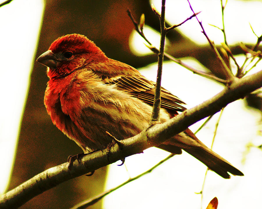 Bird Photograph - Red Headed House Finch by M Three Photos