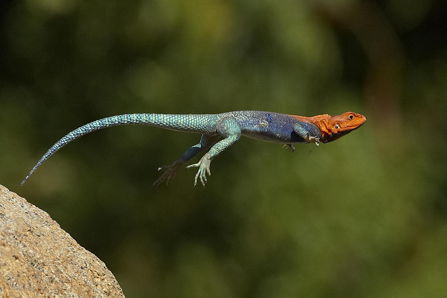 Animal Photograph - Red-headed Rock Agama Lizard Jumping by San Diego Zoo
