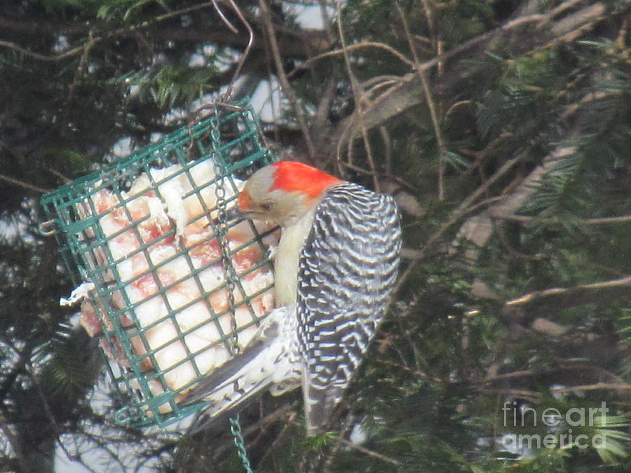 Woodpecker Photograph - Red Headed Woodpecker  at Suet Feeder by Anthony Morretta