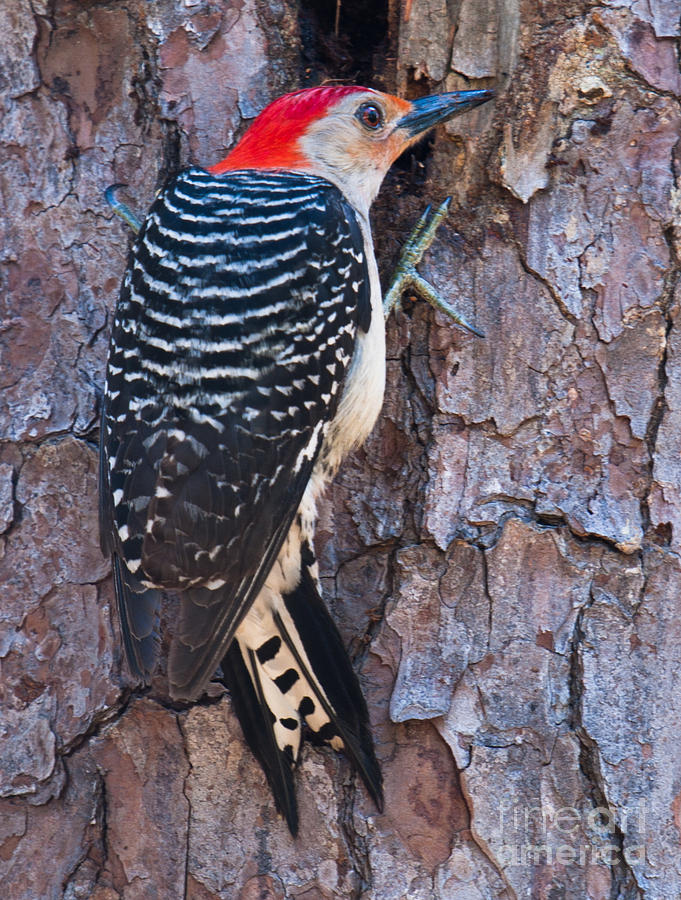 Red Headed Woodpecker Photograph