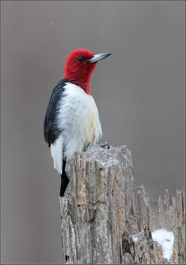 Red Headed Woodpecker Photograph by Daniel Behm