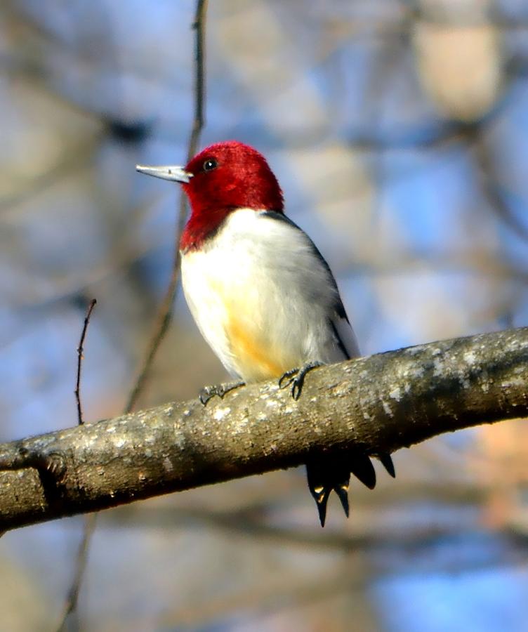 Red Headed Woodpecker Photograph by Deena Stoddard