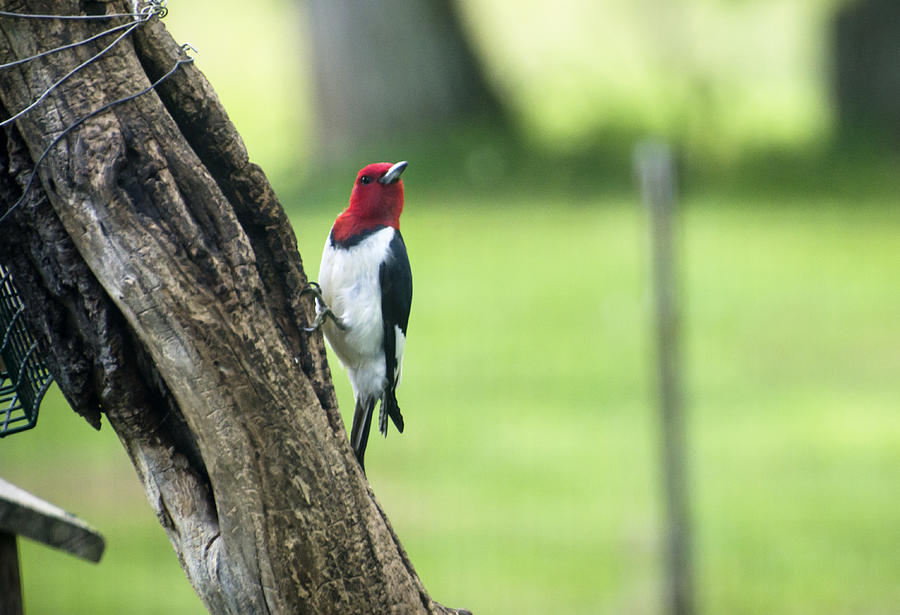 Red Headed Woodpecker Photograph by Heather Applegate
