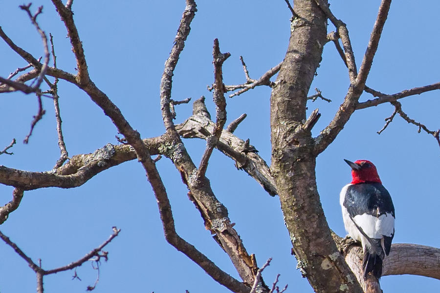 Woodpecker Photograph - Red-Headed WoodPecker in Necedah Wildlife Refuge by Natural Focal Point Photography