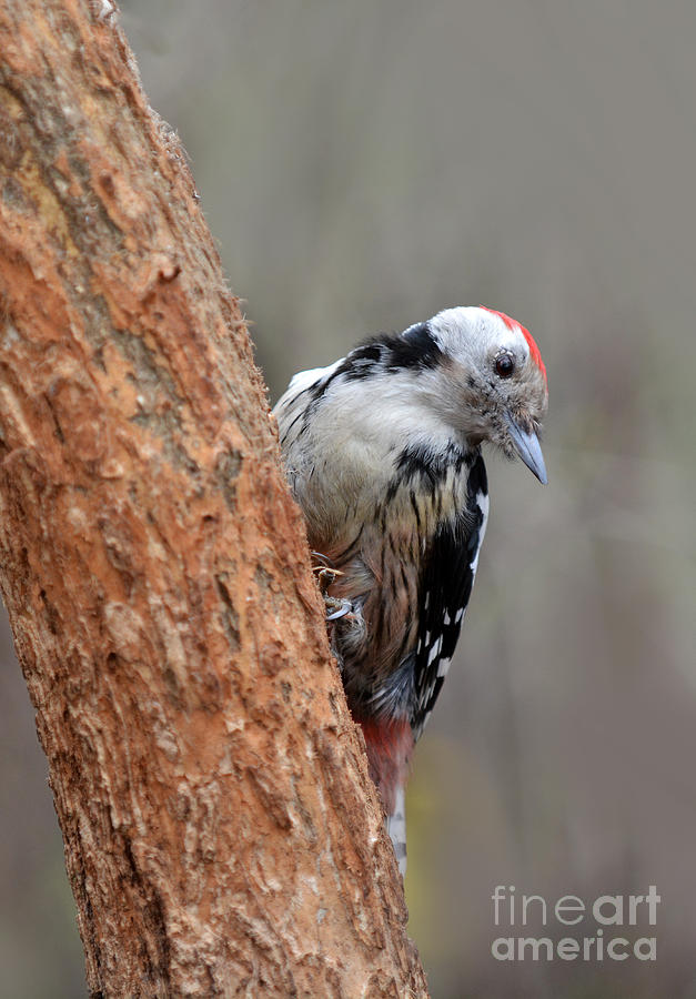Red headed woodpecker Photograph by Jaroslaw Blaminsky