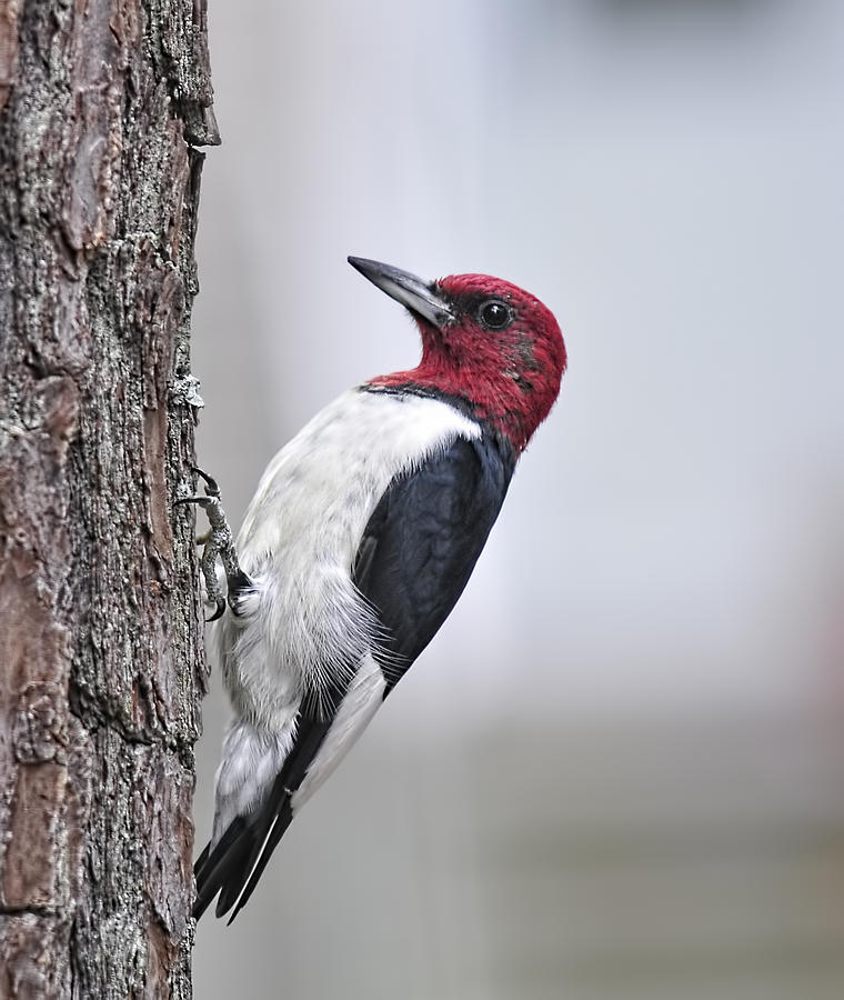 Red-Headed Woodpecker Photograph by Lara Ellis