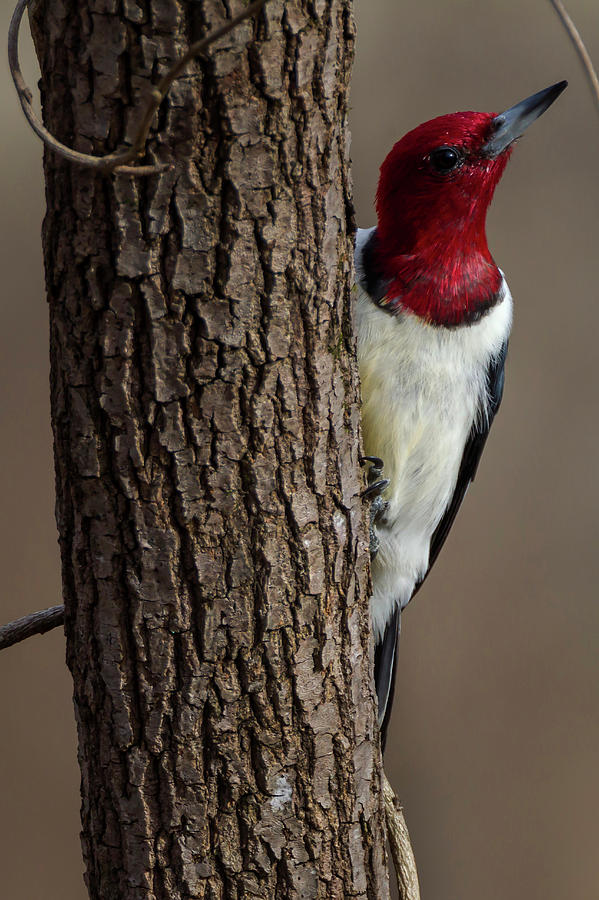 Woodpecker Photograph - Red-headed Woodpecker Melanerpes by Peter Essick