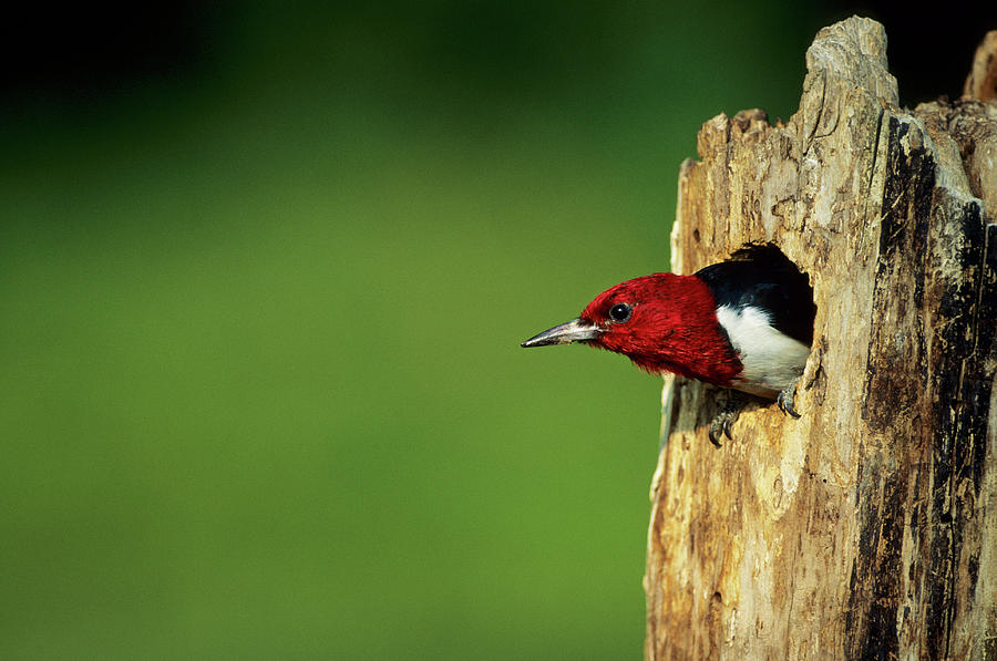 Woodpecker Photograph - Red-headed Woodpecker (melanerpes by Richard and Susan Day