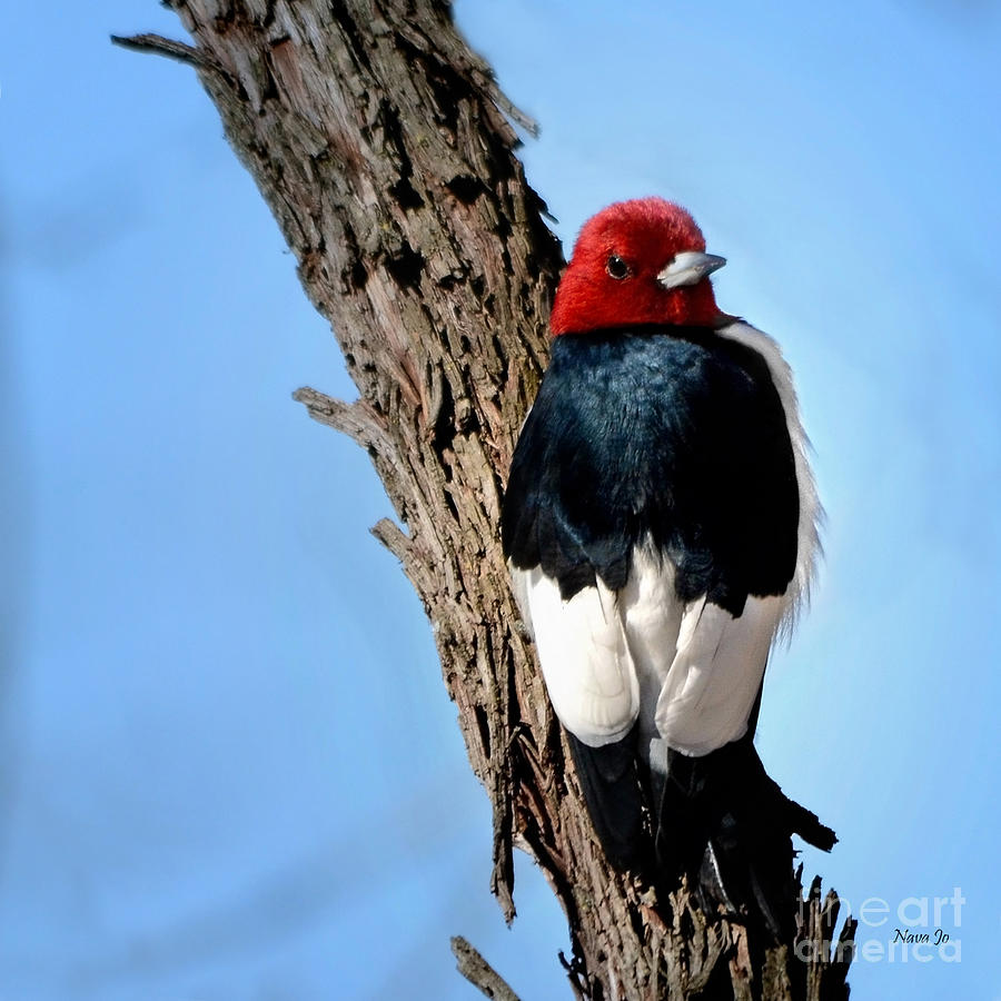 Red-headed Woodpecker Photograph by Nava Thompson