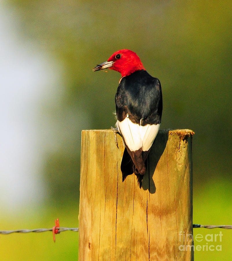Red-headed Woodpecker Photograph by Olivia Hardwicke