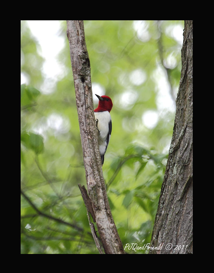 Red-headed Woodpecker Photograph by PJQandFriends Photography