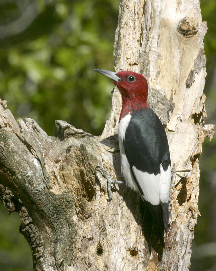 Red Headed Woodpecker Photograph by Robert Camp