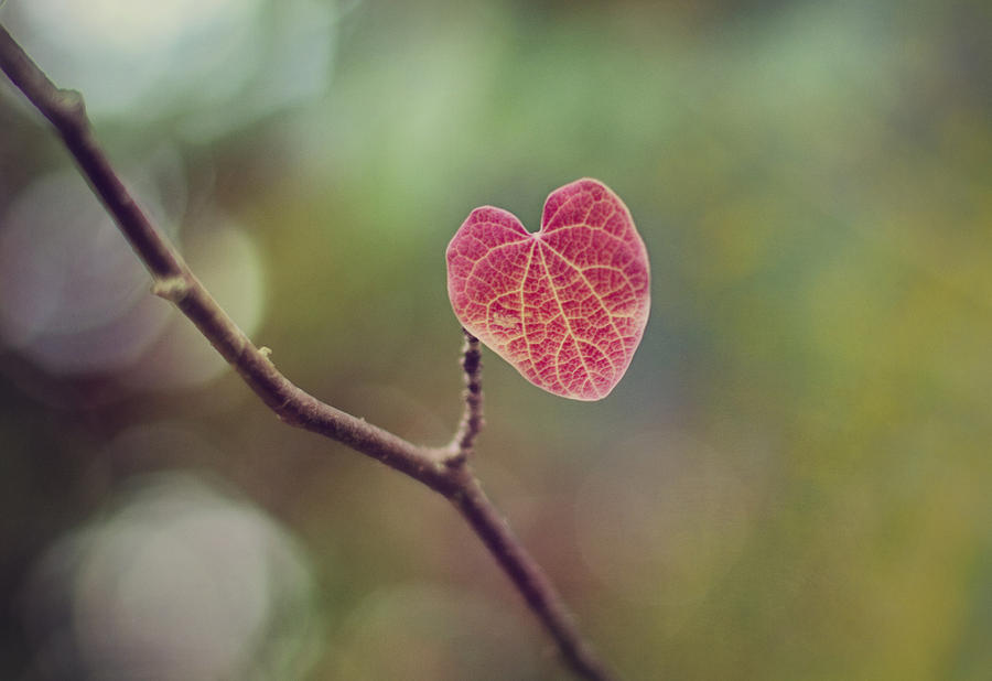 Nature Photograph - Red Heart by Jessie Gould