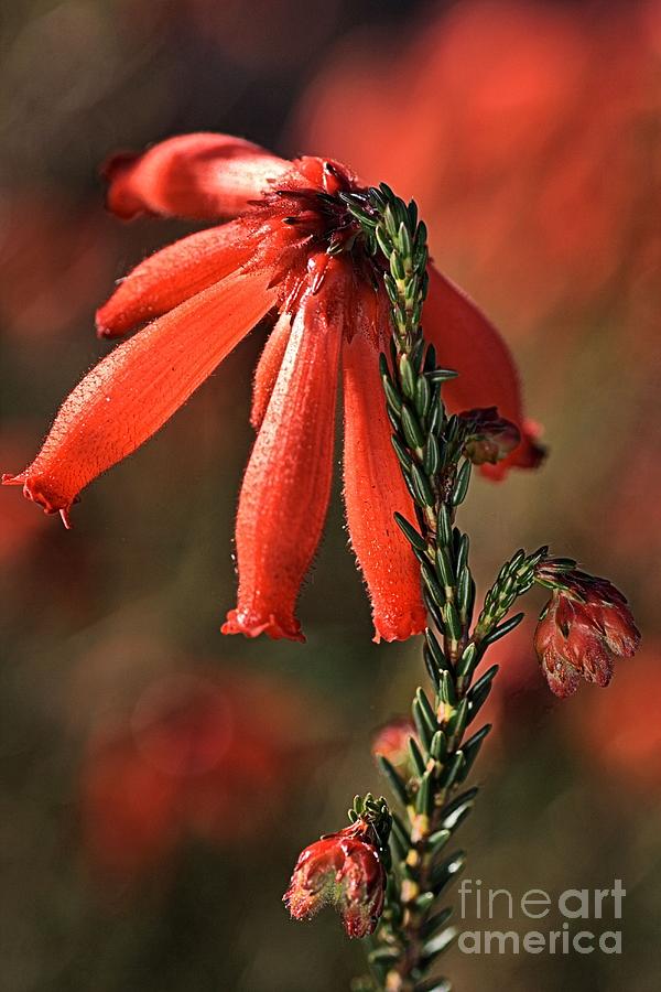Red Heath Photograph by Joy Watson