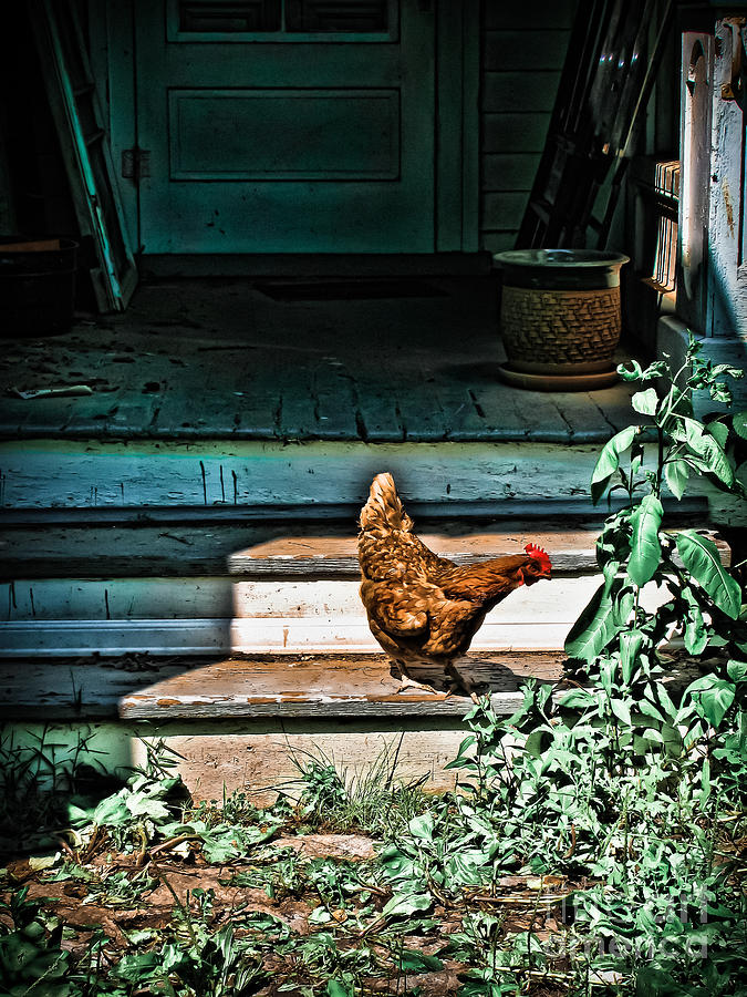 Red Hen Photograph by Colleen Kammerer
