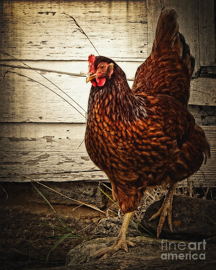 Red Hen-Did You Call Me? Photograph by Lee Craig