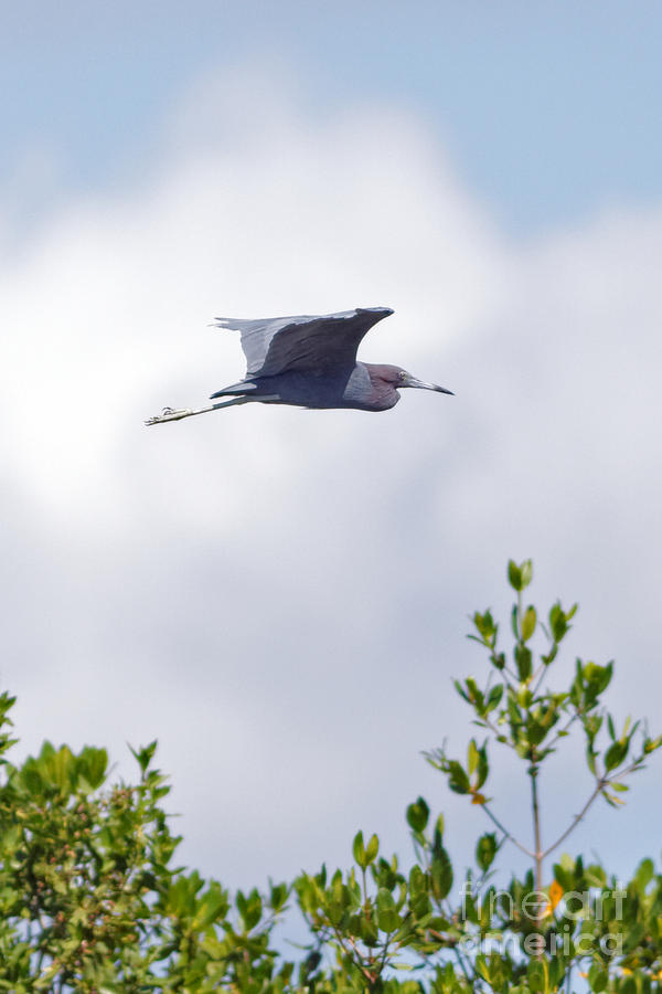 Red Heron in Flight in Sanibel Island Photograph by Natural Focal Point Photography