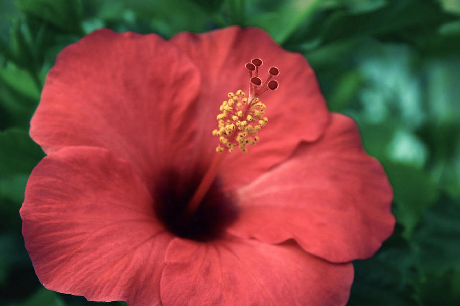 Red Hibiscus 1 Photograph by Saya Studios
