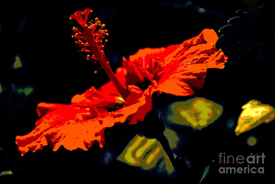 Red Hibiscus #2 Photograph by Cindy Manero