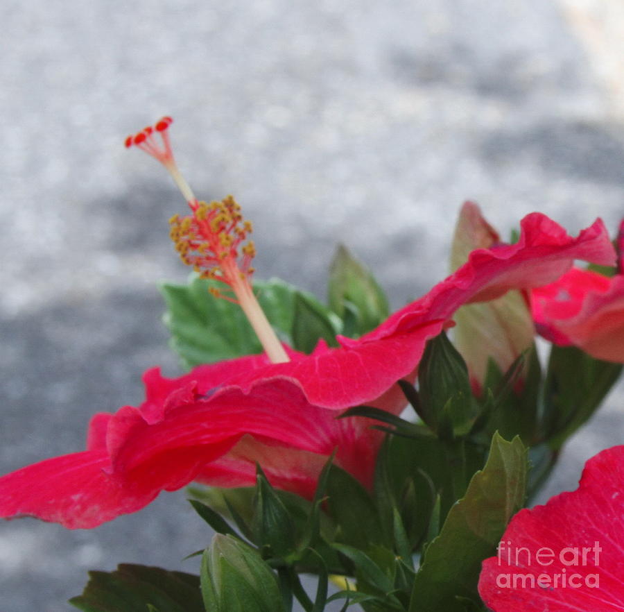 Flower Photograph - Red Hibiscus 3 by Cathy Lindsey