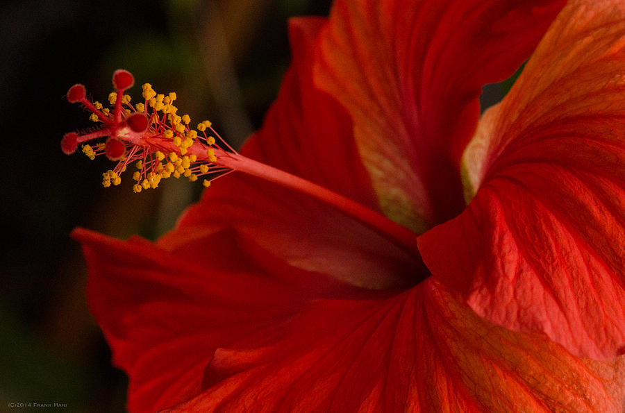 Red Hibiscus 4 Photograph by Frank Mari