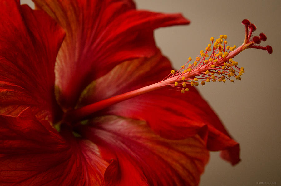 Red Hibiscus 5 Photograph by Frank Mari