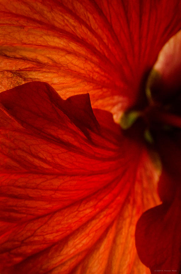 Red Hibiscus 6 Photograph by Frank Mari