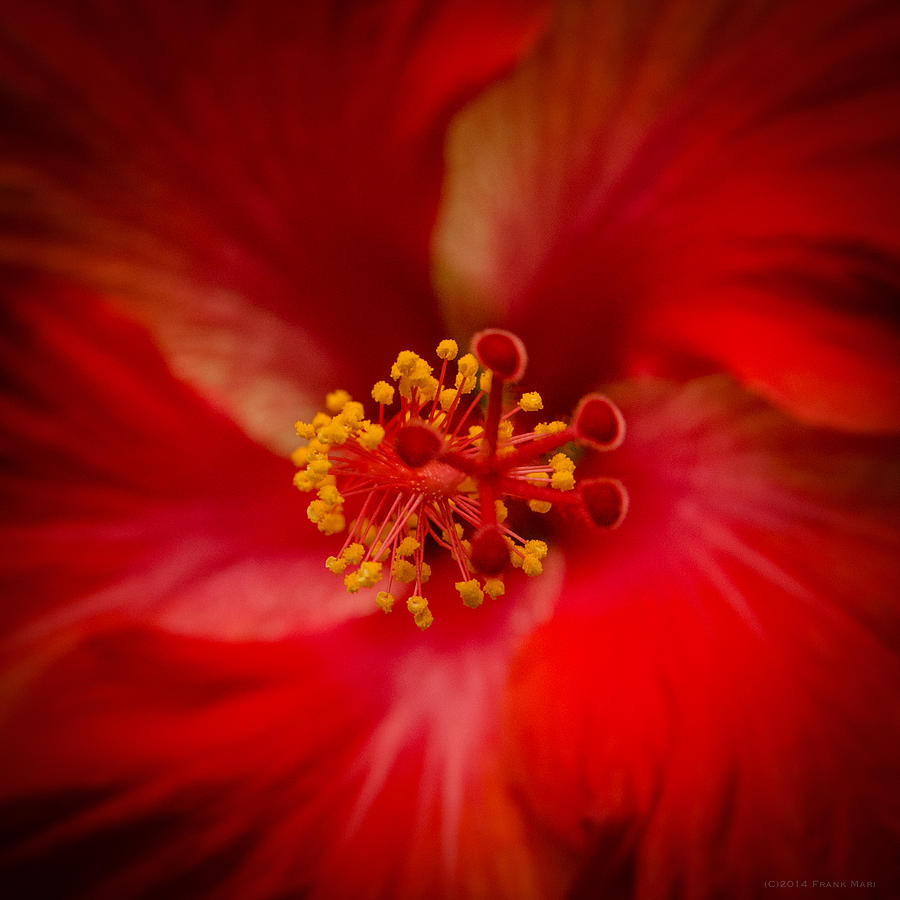 Red Hibiscus 7 Photograph by Frank Mari