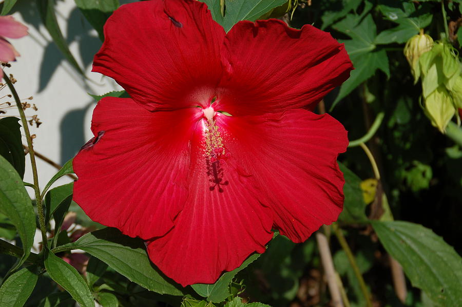 Red Hibiscus Photograph by Aimee L Maher ALM GALLERY