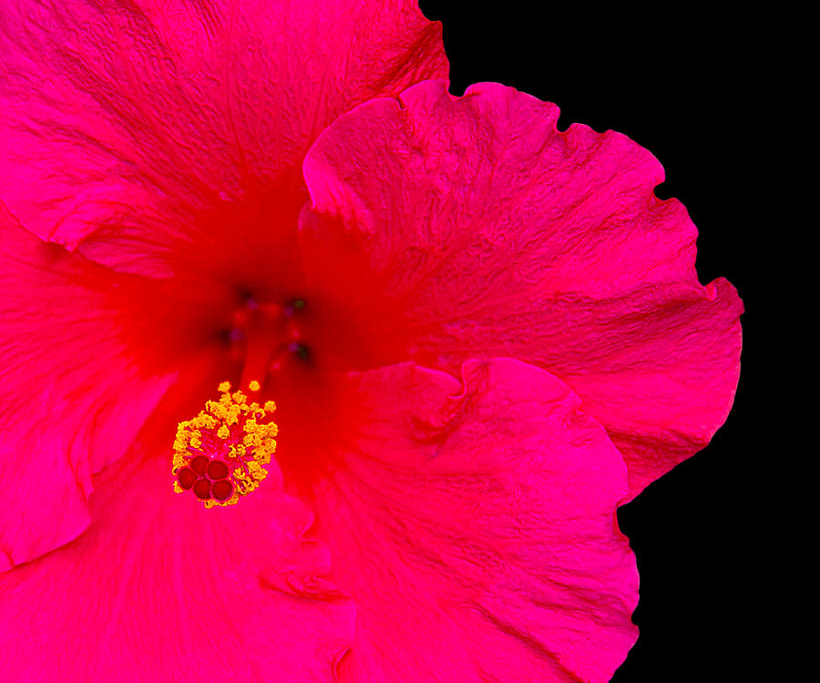 Red Hibiscus Photograph by Andre Aleksis