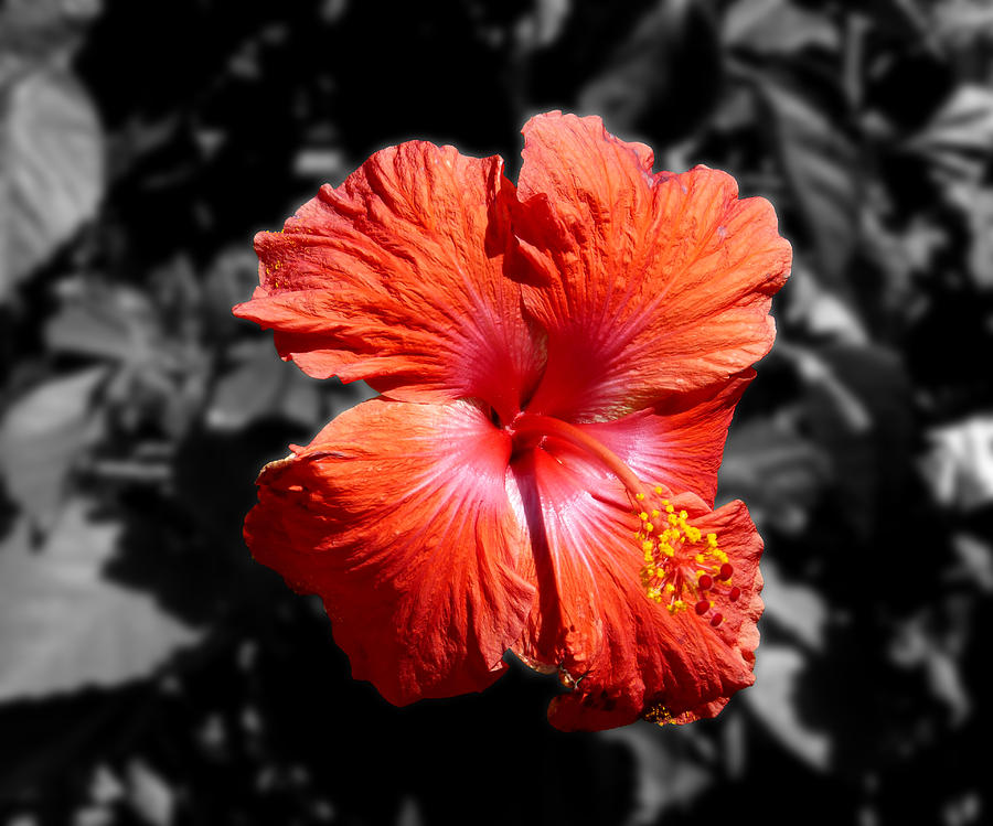 Red Hibiscus BWBG Photograph by Pete Trenholm