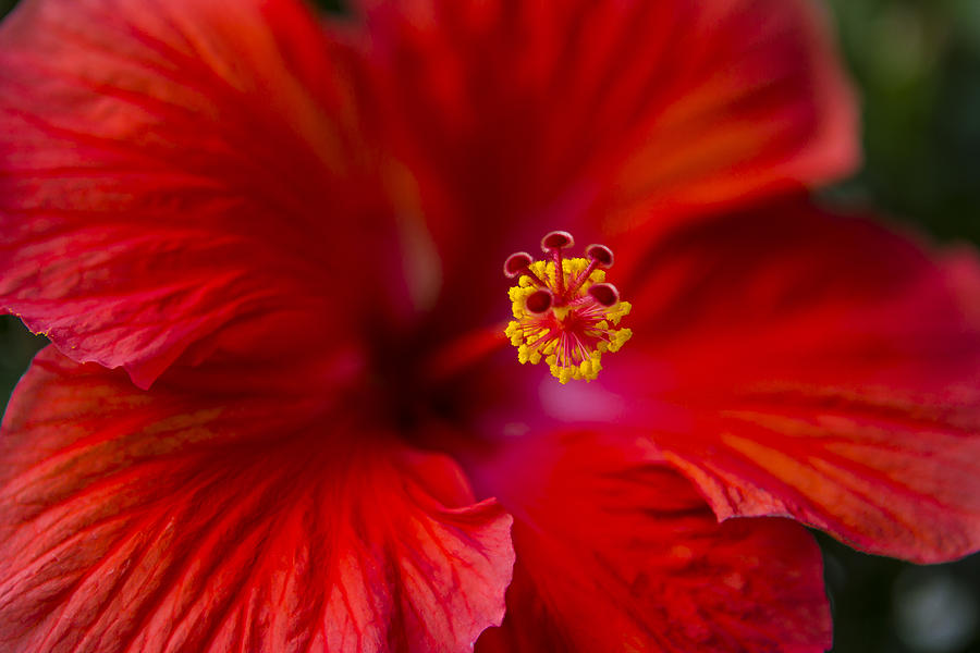 Red Hibiscus Photograph by Eduard Moldoveanu