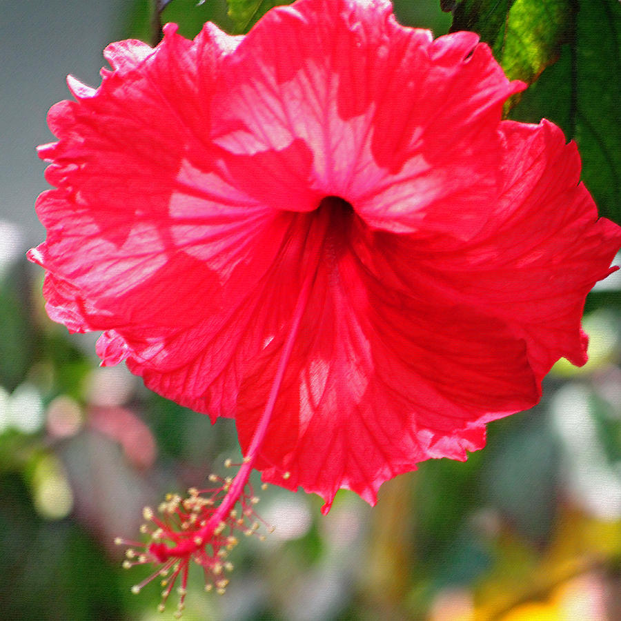Summer Photograph - Red Hibiscus Enhanced by Suzanne Gaff