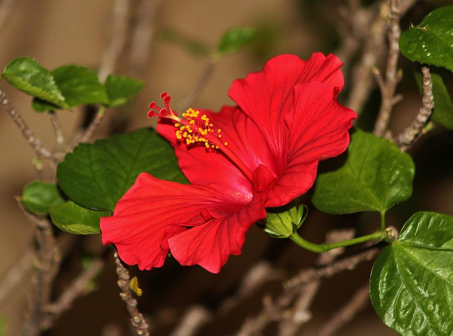 Red Hibiscus Flower Photograph by Cynthia Guinn