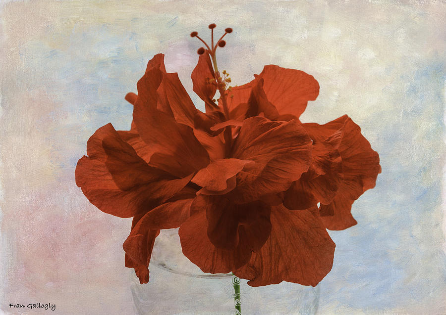 Red Hibiscus Photograph by Fran Gallogly