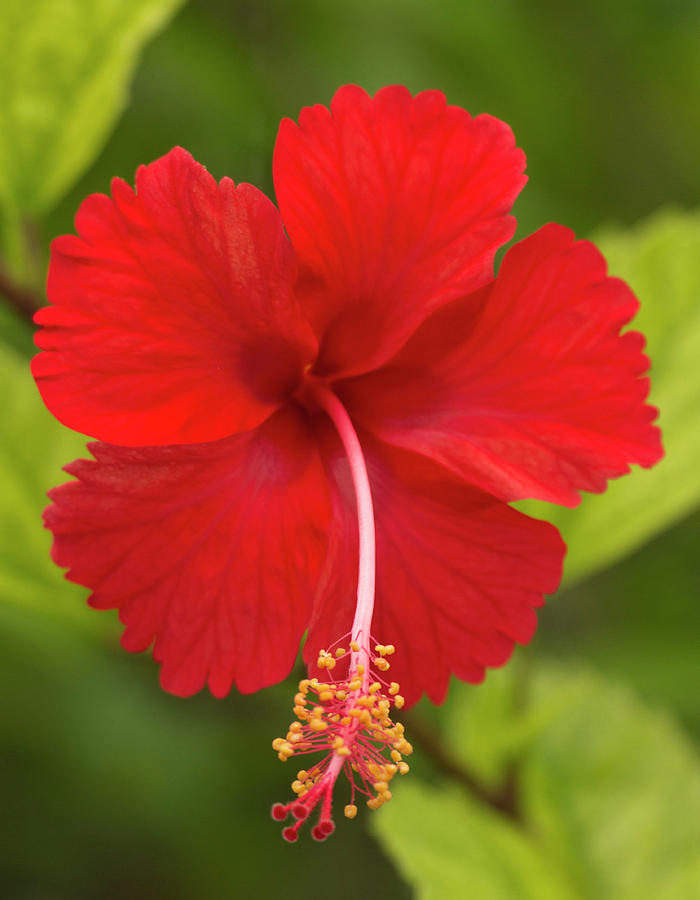 Flowers Still Life Photograph - Red Hibiscus, Hibiscus Rosa-sinensis by William Sutton