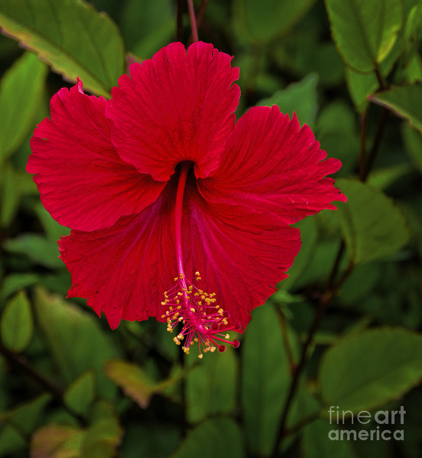 Red Hibiscus Photograph by Ken Johnson