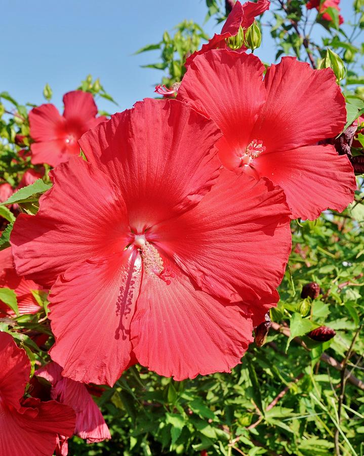 Red Hibiscus Photograph by Kim Bemis