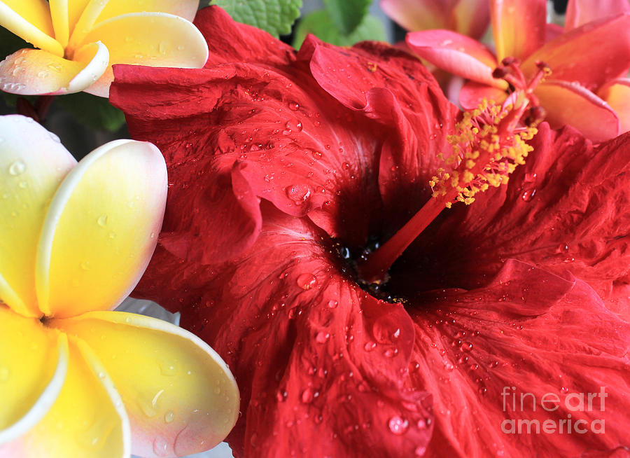 Red Hibiscus Photograph - Red Hibiscus by Kristine Widney Red Hibiscus Photograph - Red Hibiscus by Kristine Widney