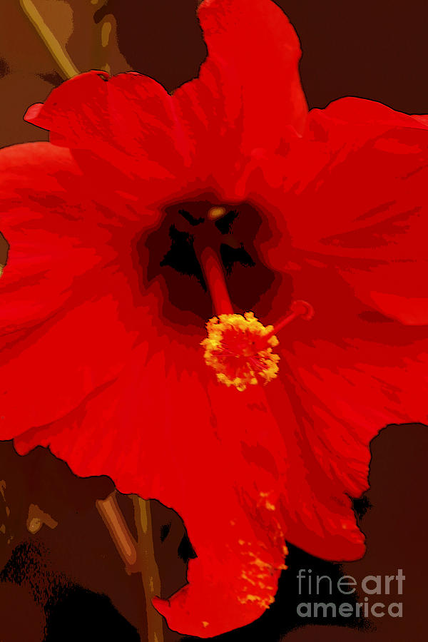 Red Hibiscus Photograph by Luana K Perez