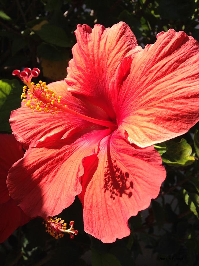 Red Hibiscus Photograph by Marian Lonzetta