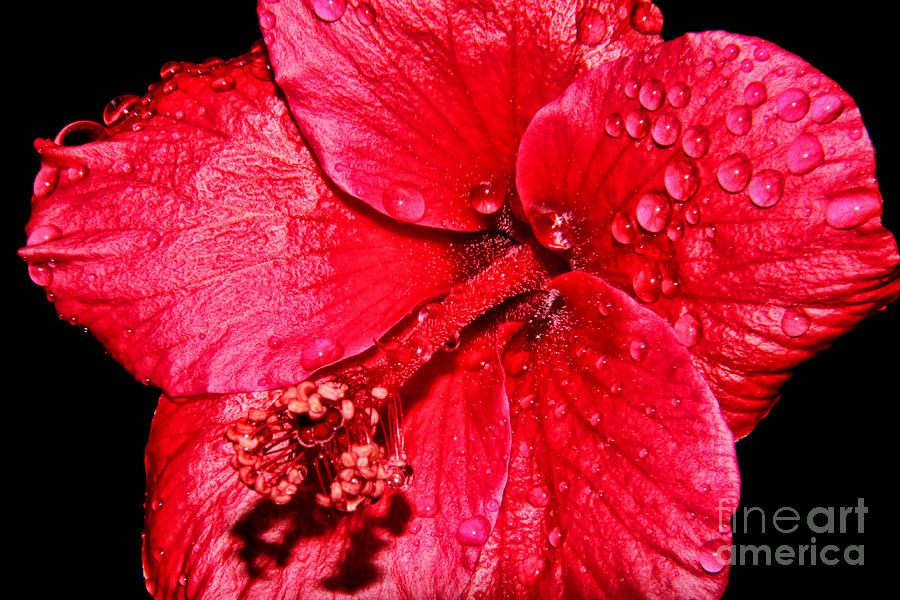 Red Hibiscus Photograph by Mariola Bitner