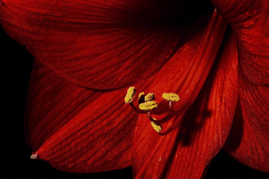 Flower Photograph - Red Hibiscus by Mary Elizabeth White