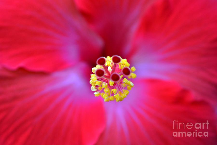 Red Hibiscus-no1 Photograph by Darla Wood