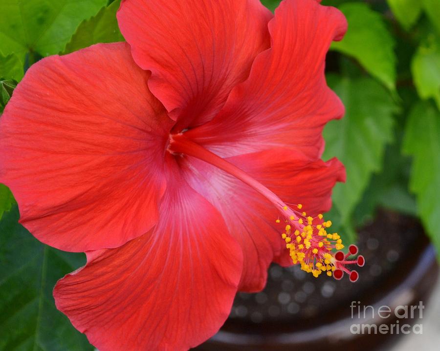 Red Hibiscus-no2 Photograph by Darla Wood