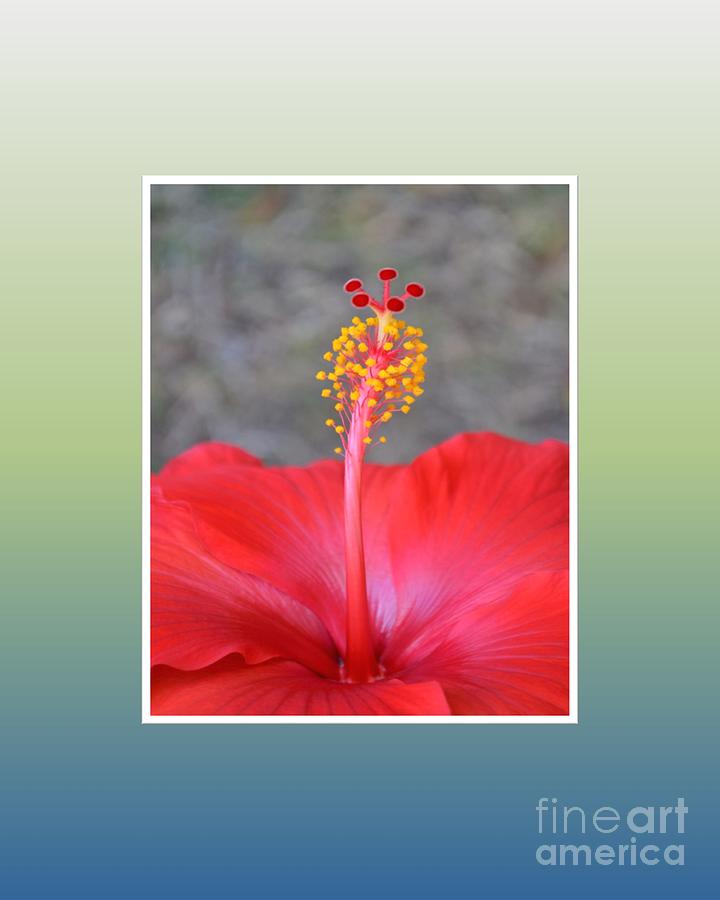 Red Hibiscus-v3 Photograph by Darla Wood