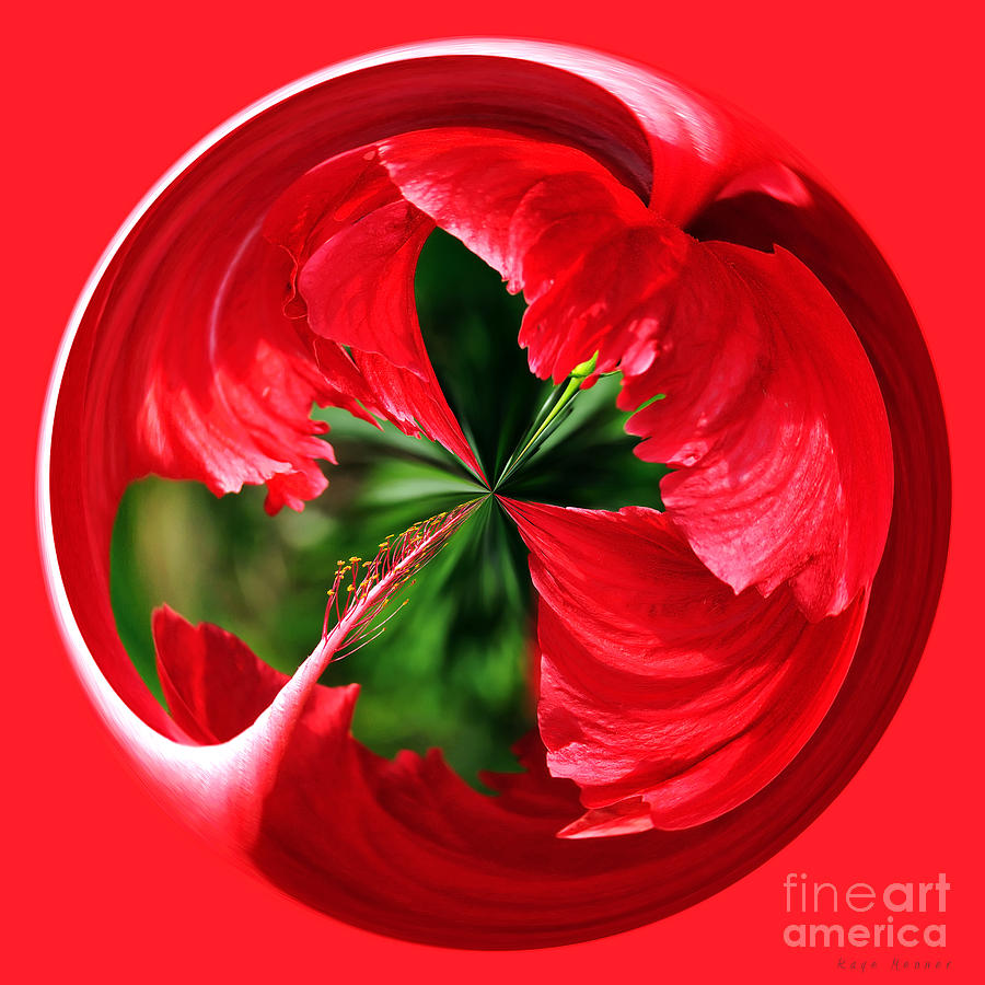 Ball Photograph - Red Hibiscus Orb by Kaye Menner