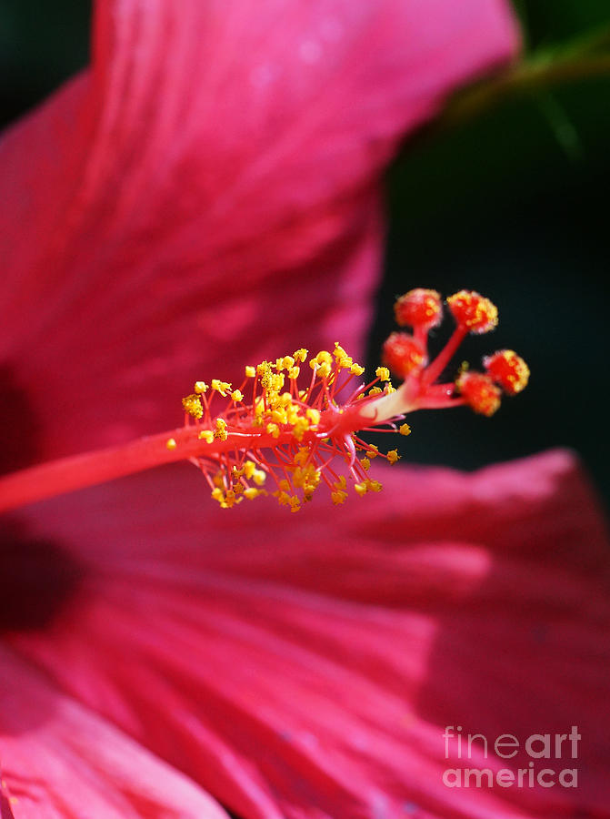 Red Hibiscus 3 Photograph by Rudi Prott