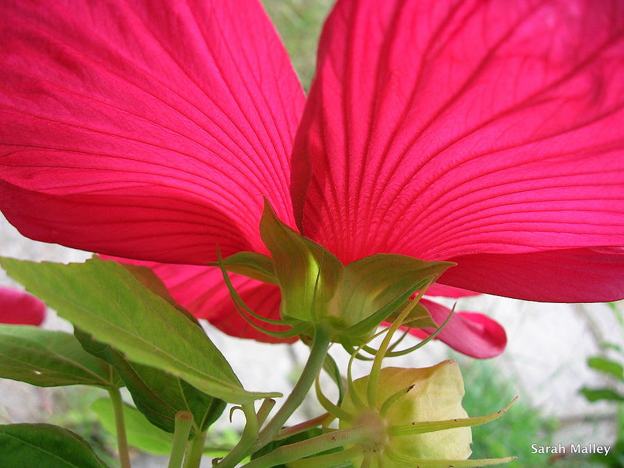 Red Hibiscus Photograph by Sarah Malley